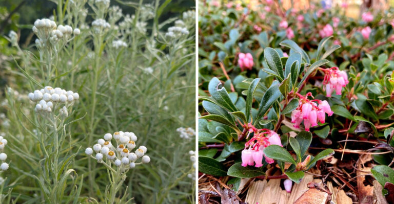 The Native Porch Plants Outperforming Petunias During Oregon Heatwaves