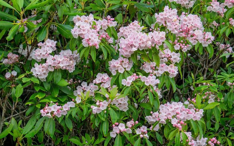 The Native Shrub That Feeds Wildlife All Season Long The Native Shrub That Feeds Wildlife All Season Long
