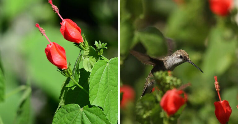 turks cap and hummingbird