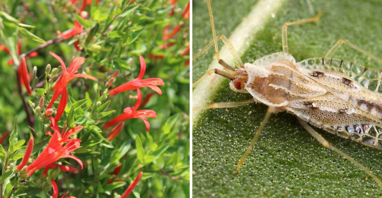flame acanthus and lace bug