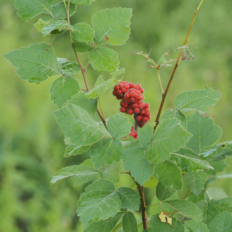 The Native Texas Shrub That Roots Wherever It Touches The Ground The Native Texas Shrub That Roots Wherever It Touches The Ground