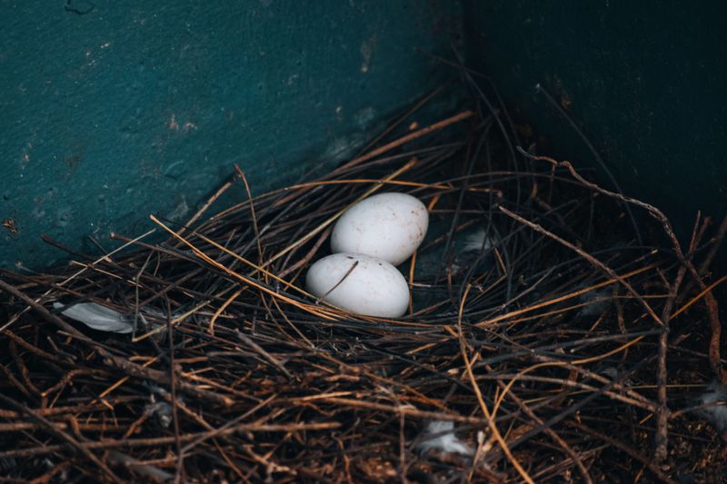 The Nesting And Breeding Cycle The Nesting And Breeding Cycle