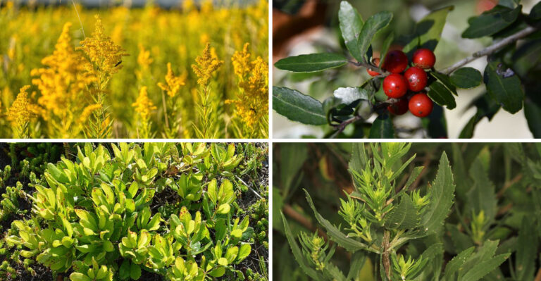 The New Jersey Shore Plants Built For Salt Air And Sandy Soil