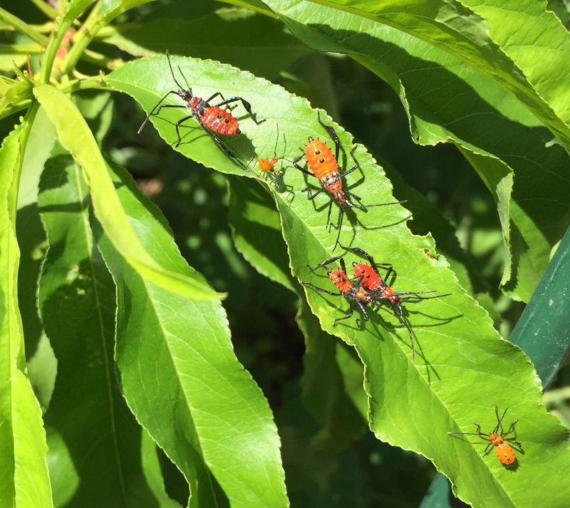 The Nymphs Mean The Problem Is Growing Fast