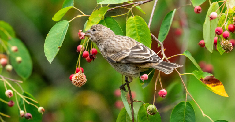 The Ohio Native Shrub That Turns One Yard Into A Bird Feeding Station