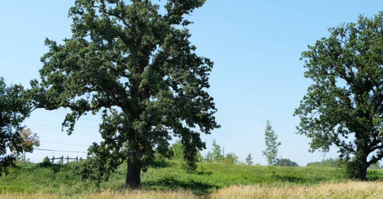 White Oak