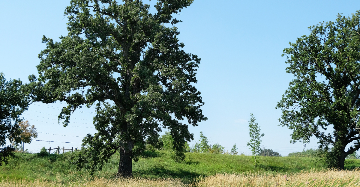 White Oak