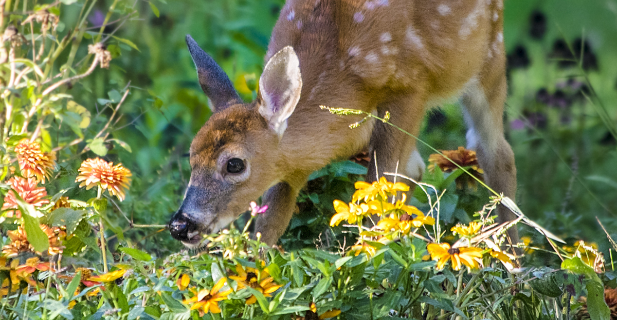 deer eats garden