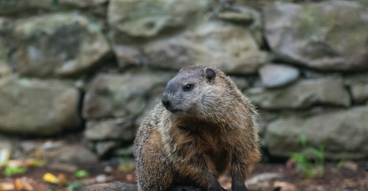groundhog