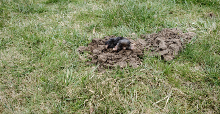 mole