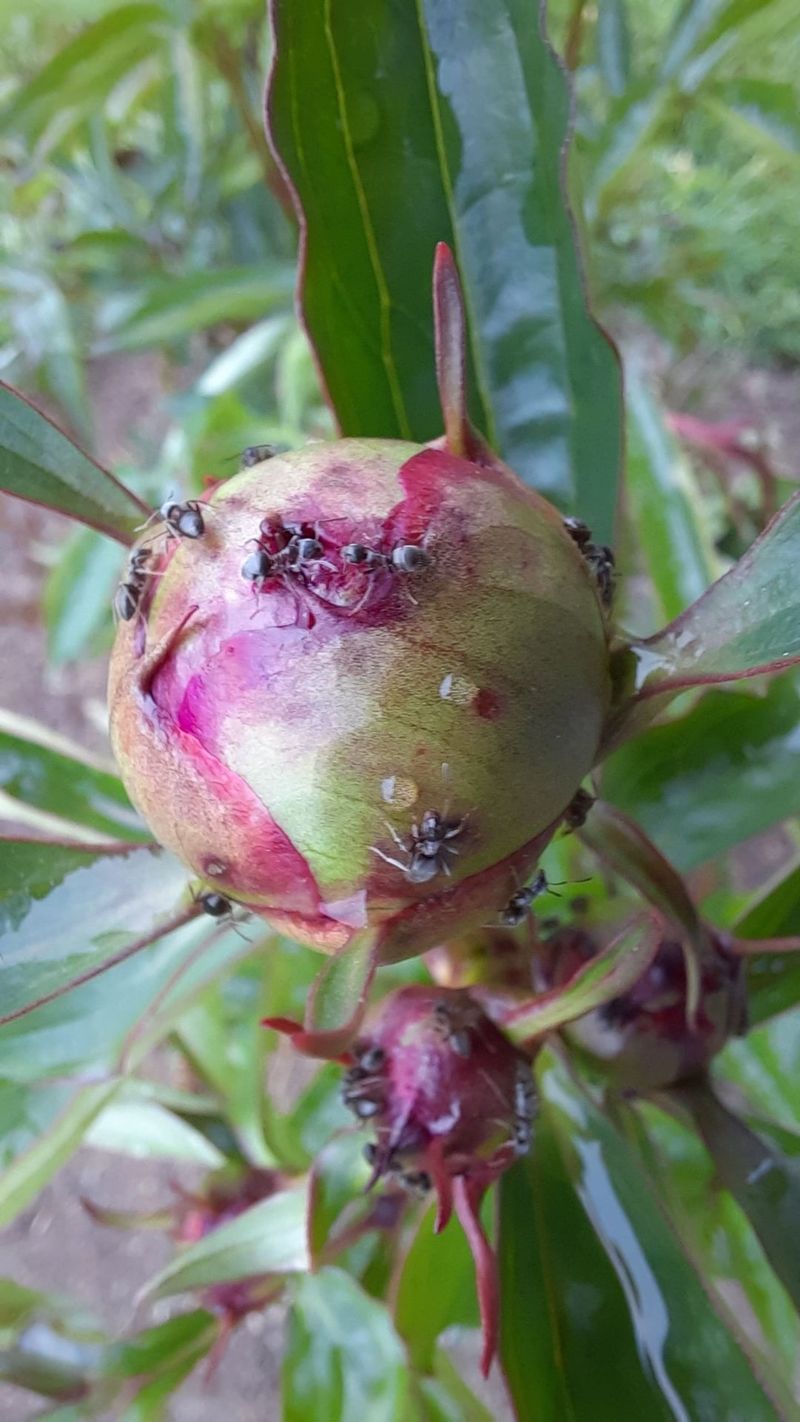 The Old Myth About Ants Being Needed For Blooming Is Not True The Old Myth About Ants Being Needed For Blooming Is Not True
