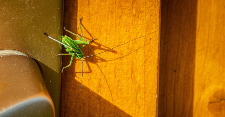 The Old Ohio Belief About What It Means When Crickets Come Inside