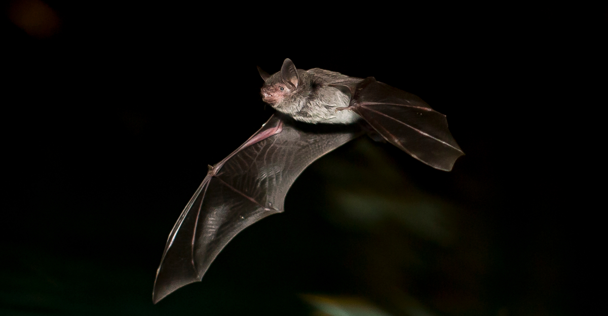 bat flying