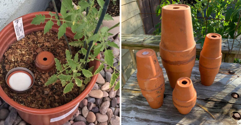 The Olla Watering Habit That Helps Plants Through Arizona Heat