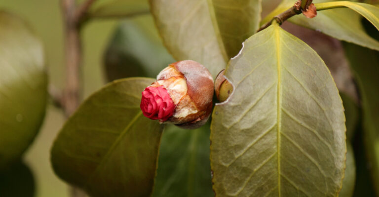 camellia bud problem