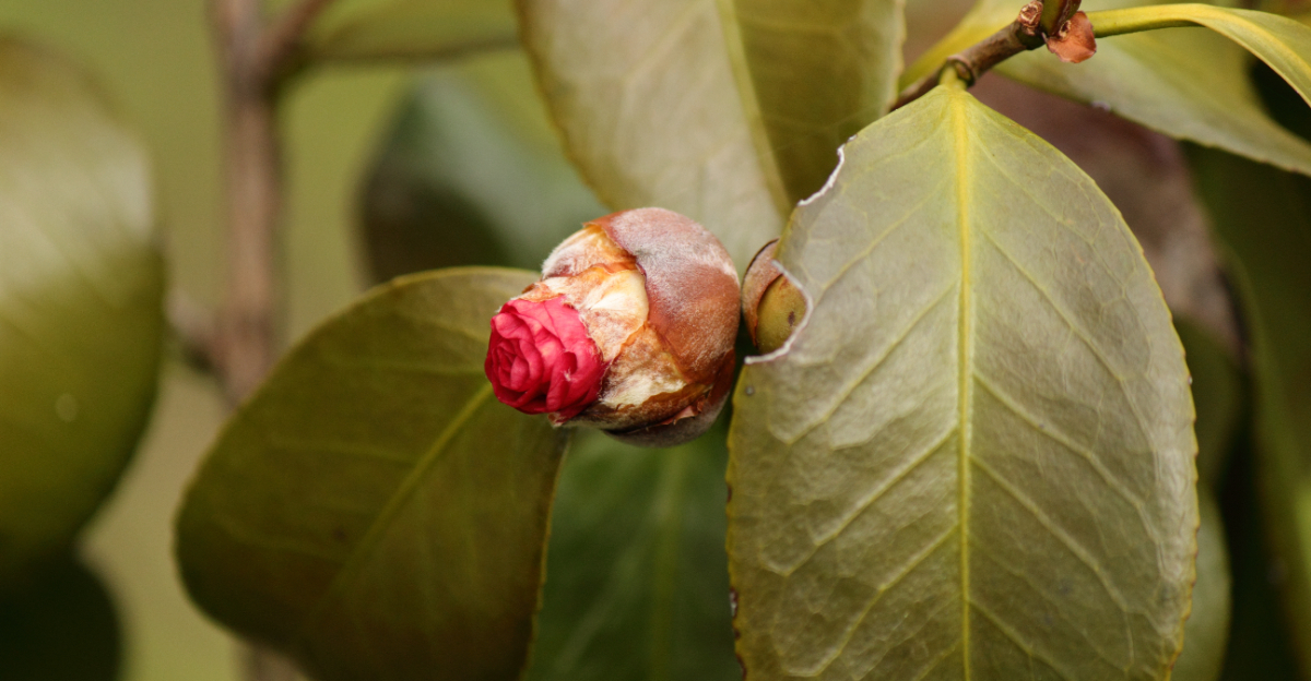 camellia bud problem