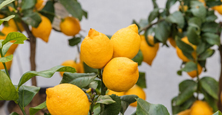 The One August Task That Determines How Well Your California Citrus Overwinters