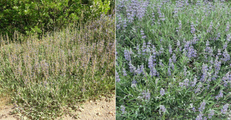 The One California Groundcover That Replaces Lawn In Full Sun With Little Water After Year One