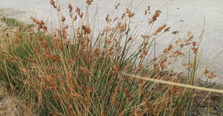 The One California Plant That Attracts Dragonflies And Reduces Mosquito Activity