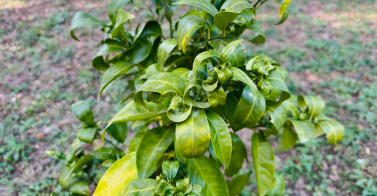 The One Cause Of Curling Citrus Leaves In California This Summer