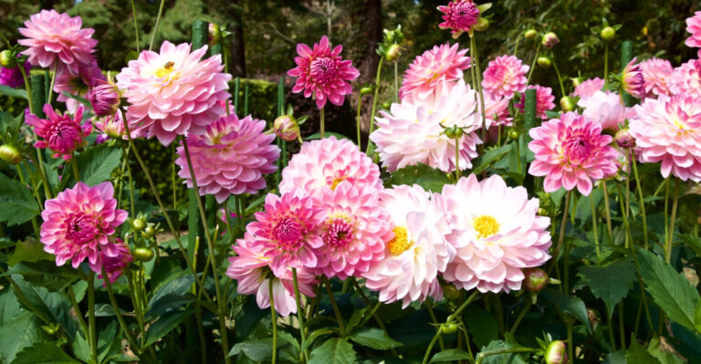 The One Cut That Keeps Ohio Dahlias Blooming From July Through October