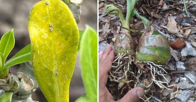 The One Florida Planting Decision That Makes Every Other Yard Problem Easier To Manage
