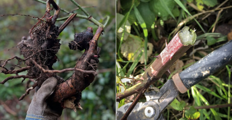 The One Himalayan Blackberry Disposal Mistake That Keeps Oregon Yards Infested For Years