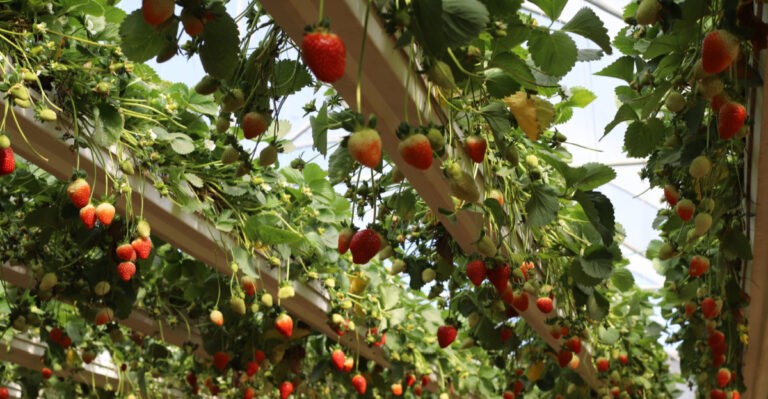 The One July Task That Can Lead To Bigger Strawberries Next Season In Illinois