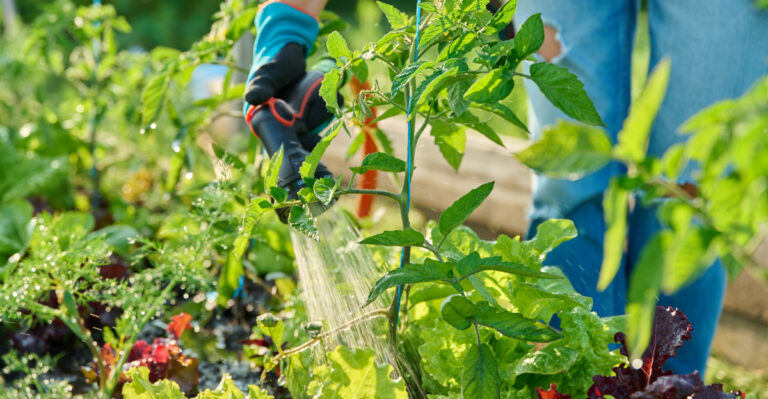 The One Mistake That’s Ruining California Tomato Harvests Right Now