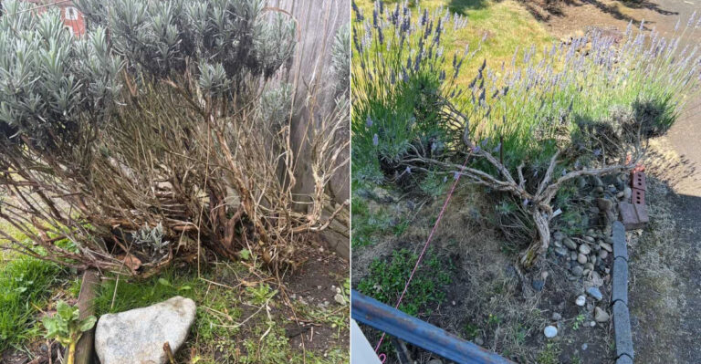 The One Mistake That’s Turning Your California Lavender Woody This Summer