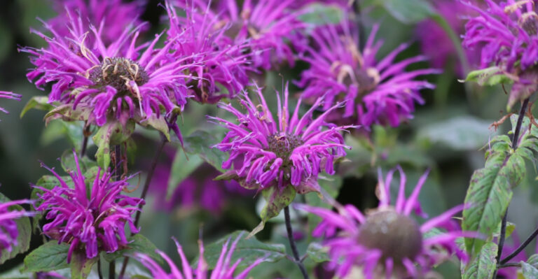 The One Native Plant Indiana Homeowners Should Grow To Help Keep Ticks Away