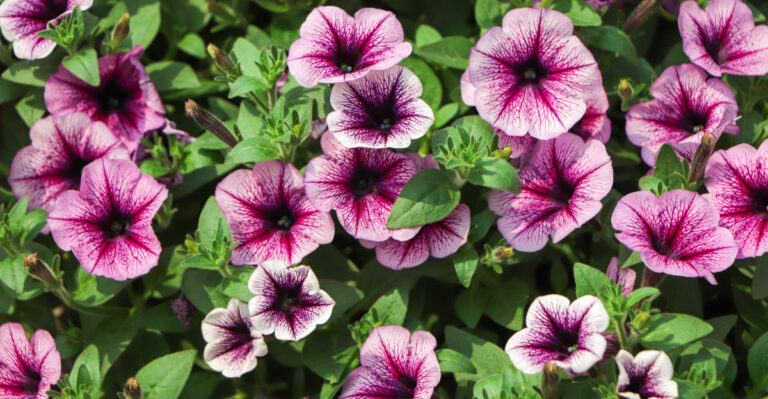 The One Petunia Habit That Keeps Blooms Coming All Summer