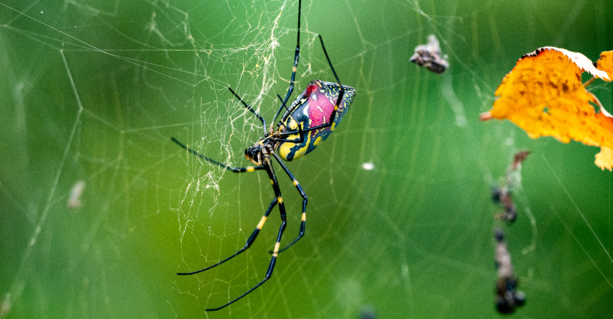 joro spider (featured image)