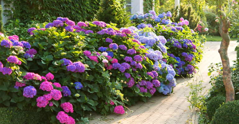The One Plant New Jersey Gardeners Should Give Extra Care During A Heat Wave