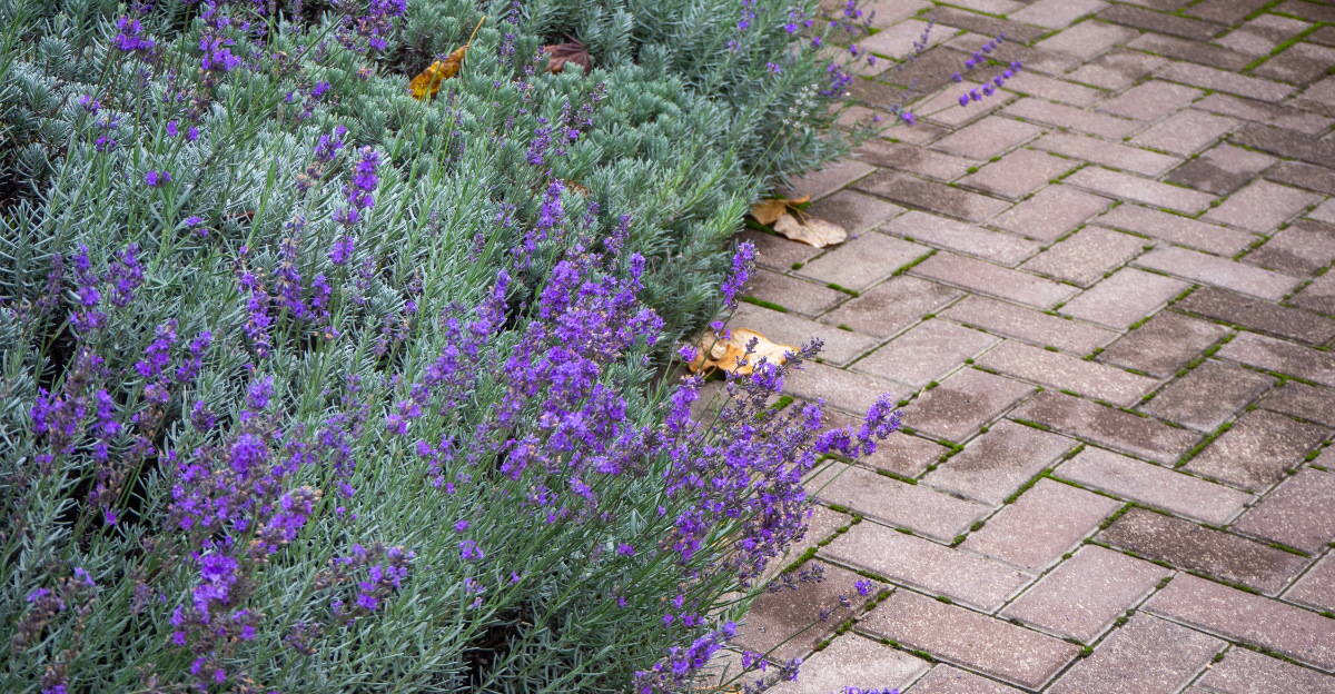 lavender path