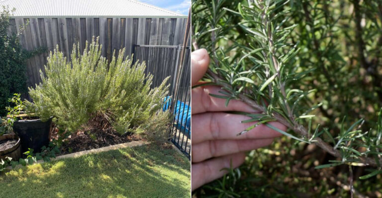 The One Thing California Rosemary Needs To Keep From Turning Woody