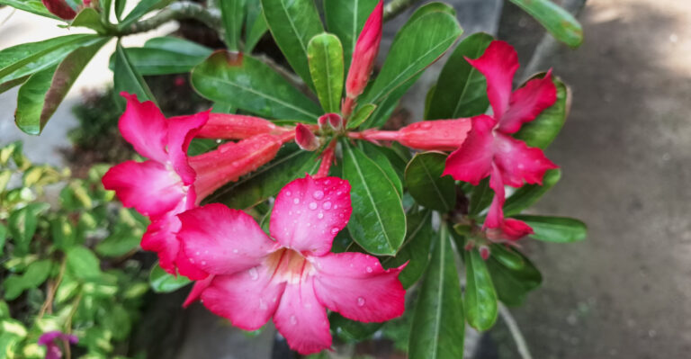 desert rose