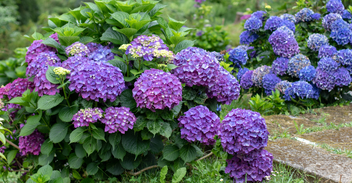 Hydrangeas (featured image)