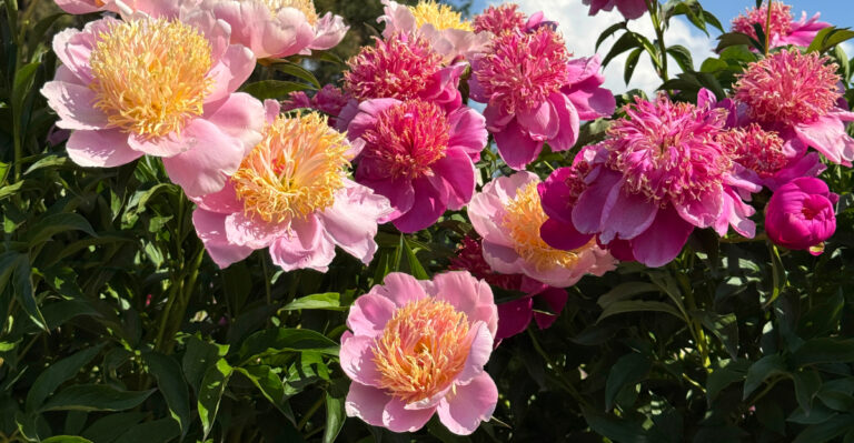 Peonies (featured image)
