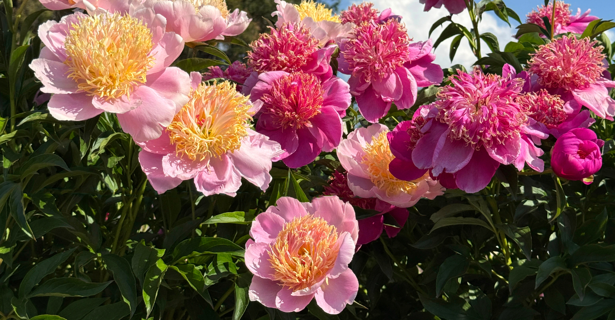 Peonies (featured image)