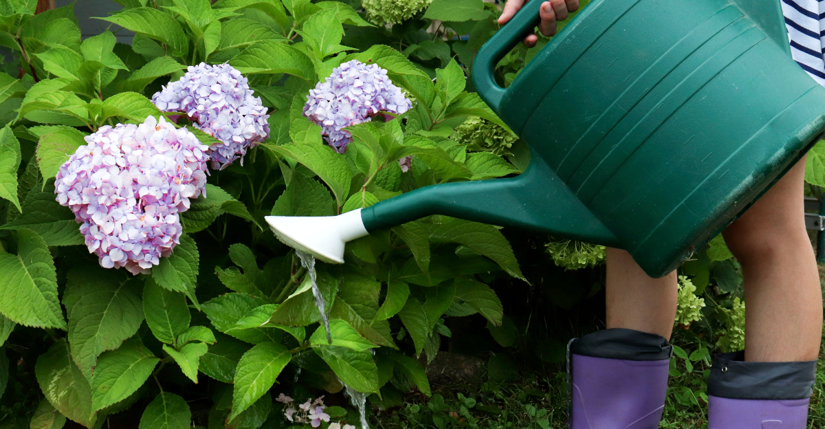 watering hydrangea