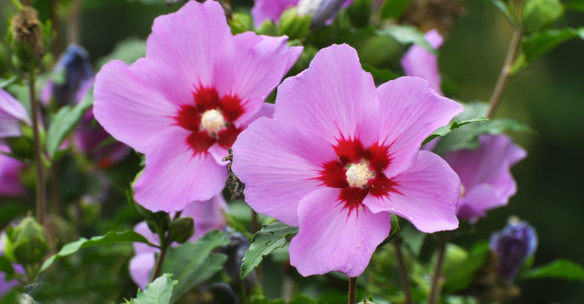 hibiscus
