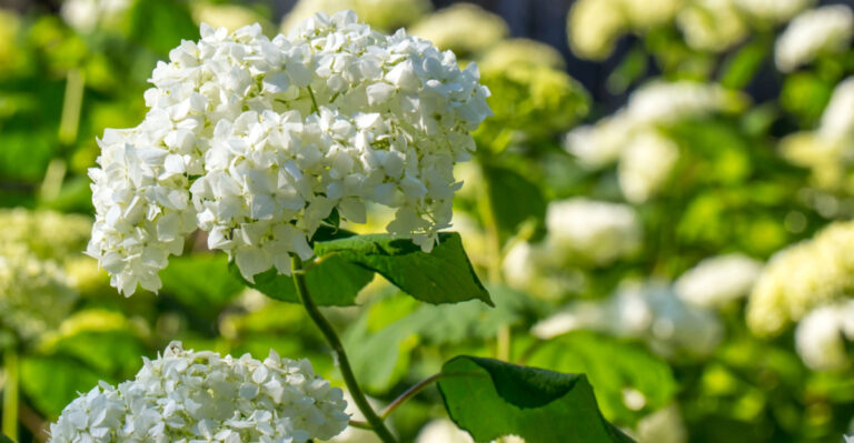 The One Thing Michigan Gardeners Should Do To Hydrangeas In August Or Next Year’s Blooms Suffer