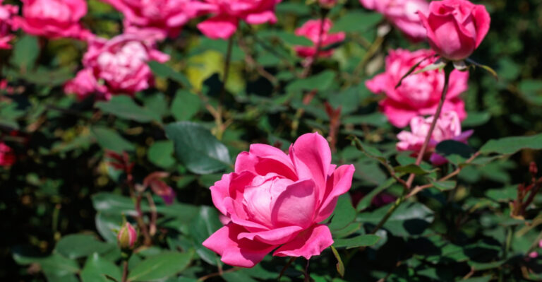 The One Thing Michigan Gardeners Should Do To Knockout Roses In August To Keep Blooms Coming Through Fall