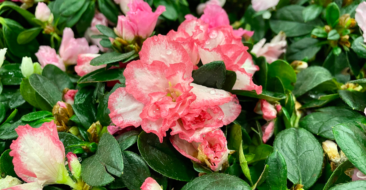 azalea