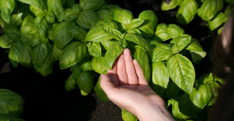 basil