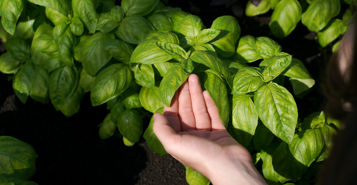 basil