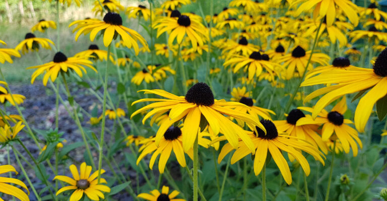 black eyed susans