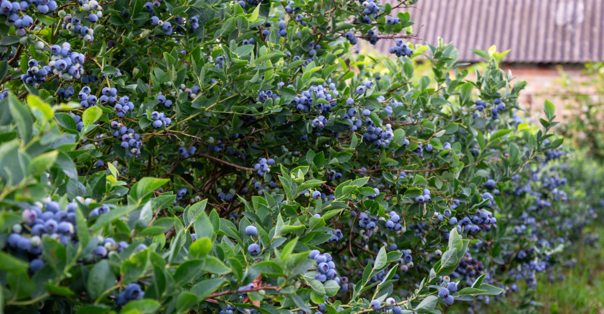 blueberries growing