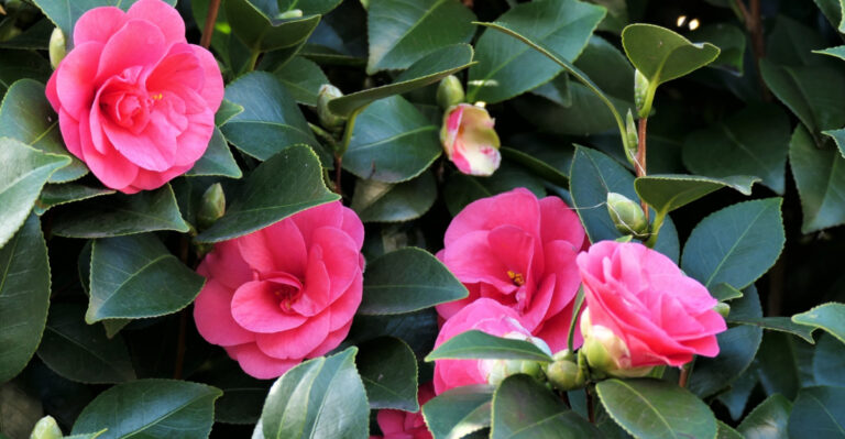 The One Thing North Carolina Camellia Growers Should Never Do During A Dry August